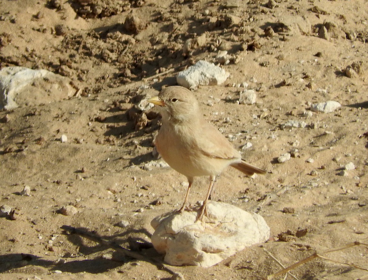 Desert Lark - ML508131671