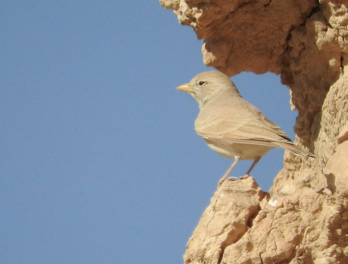 Desert Lark - ML508131681