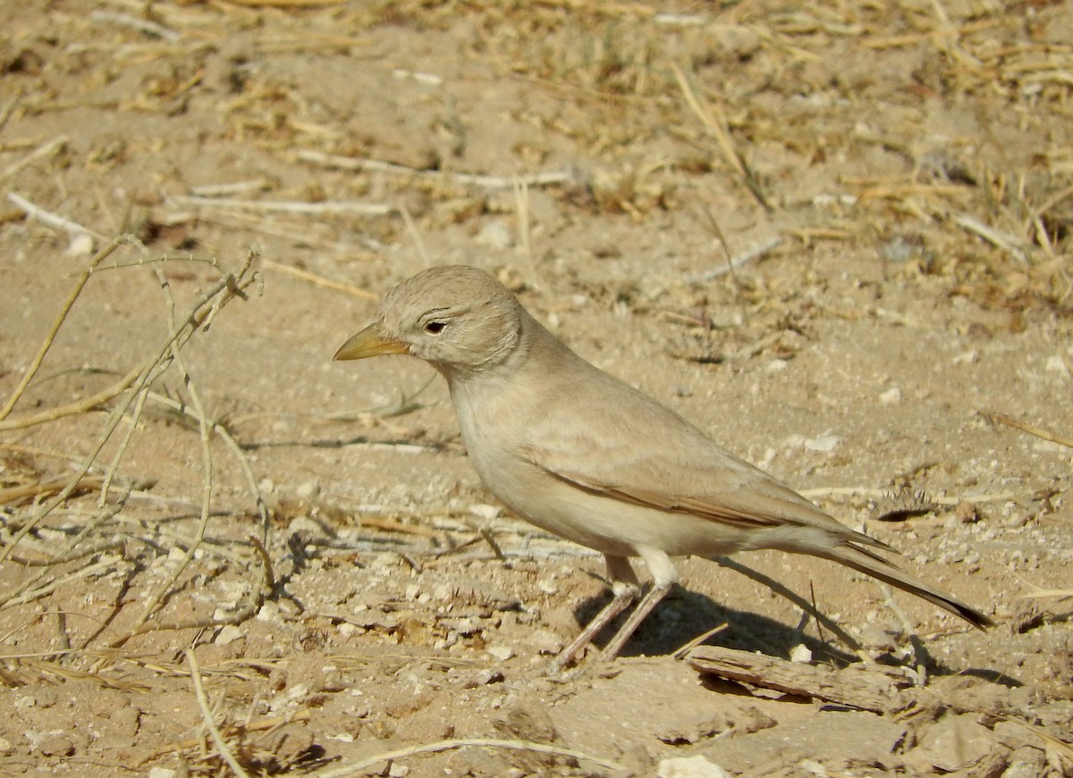 Desert Lark - Gregory Askew