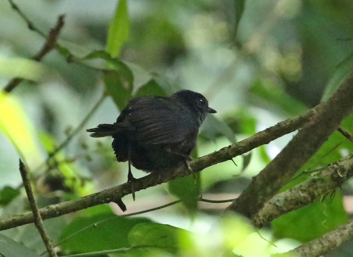 Stiles's Tapaculo - Roger Ahlman