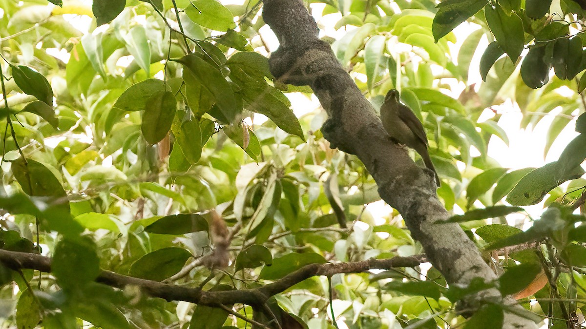 Yellow-whiskered Greenbul - ML508132951