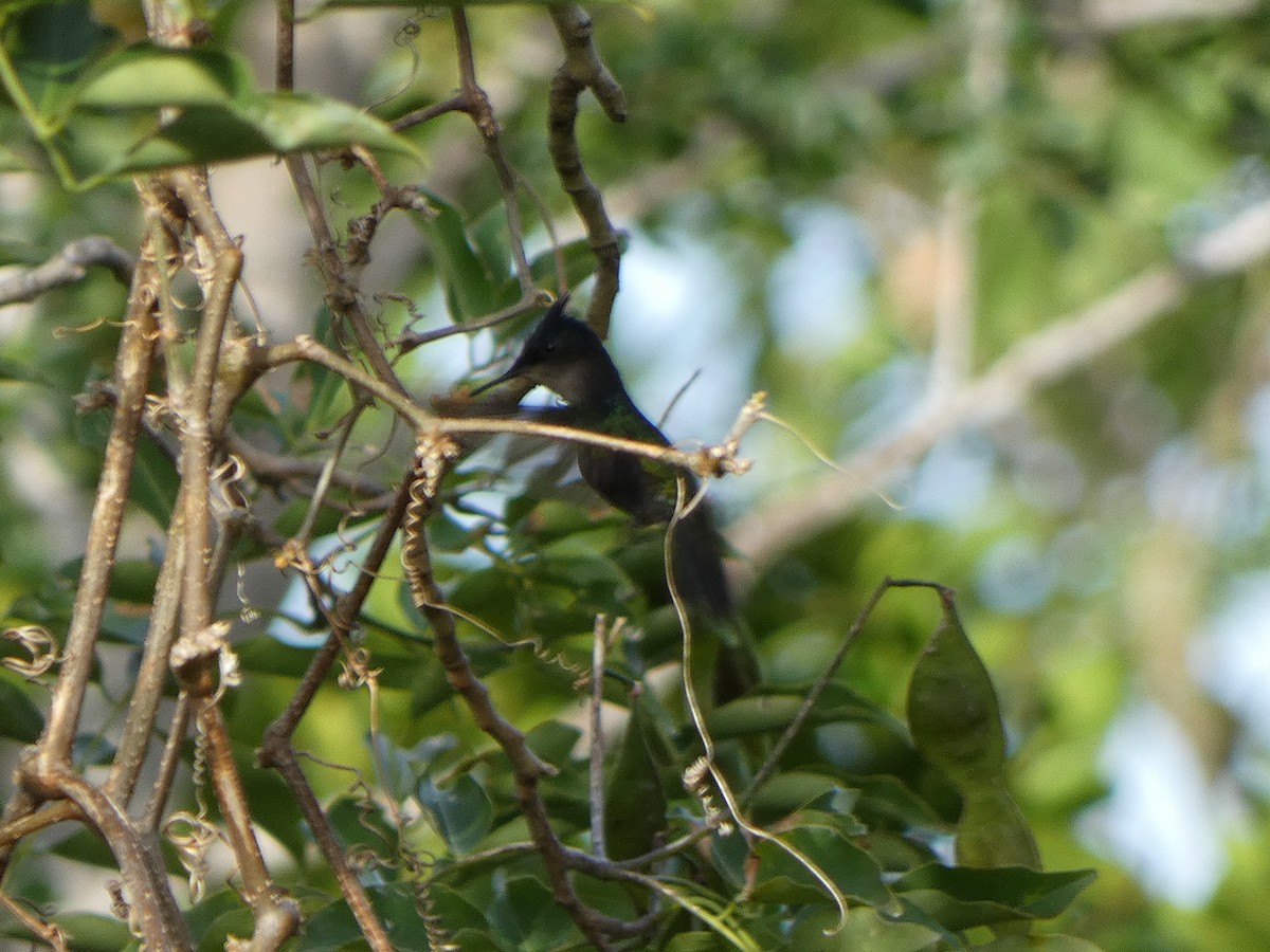 Antillean Crested Hummingbird - ML508133531
