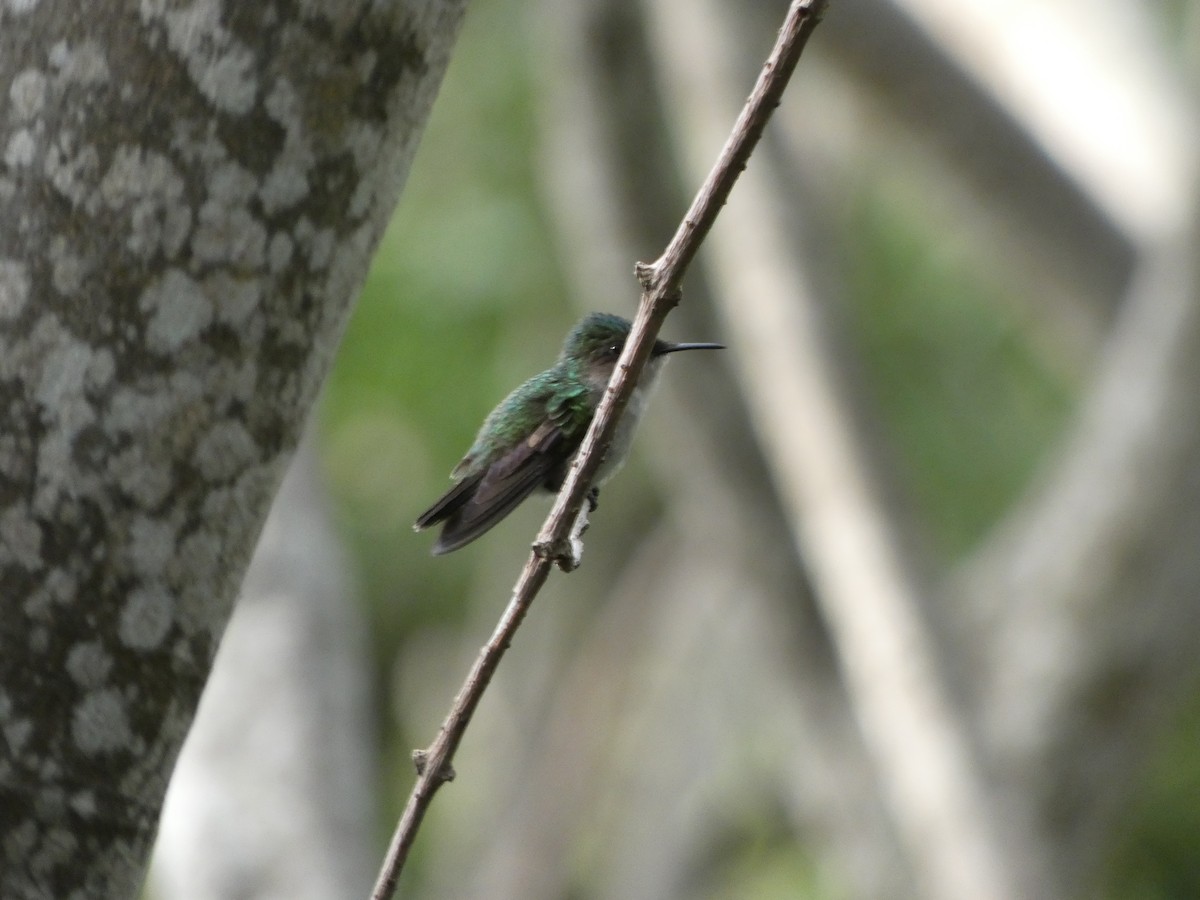 Antillean Crested Hummingbird - ML508133541