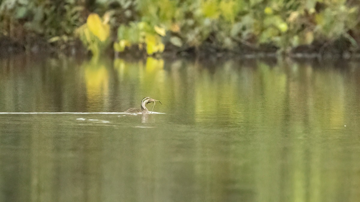 African Finfoot - ML508133671