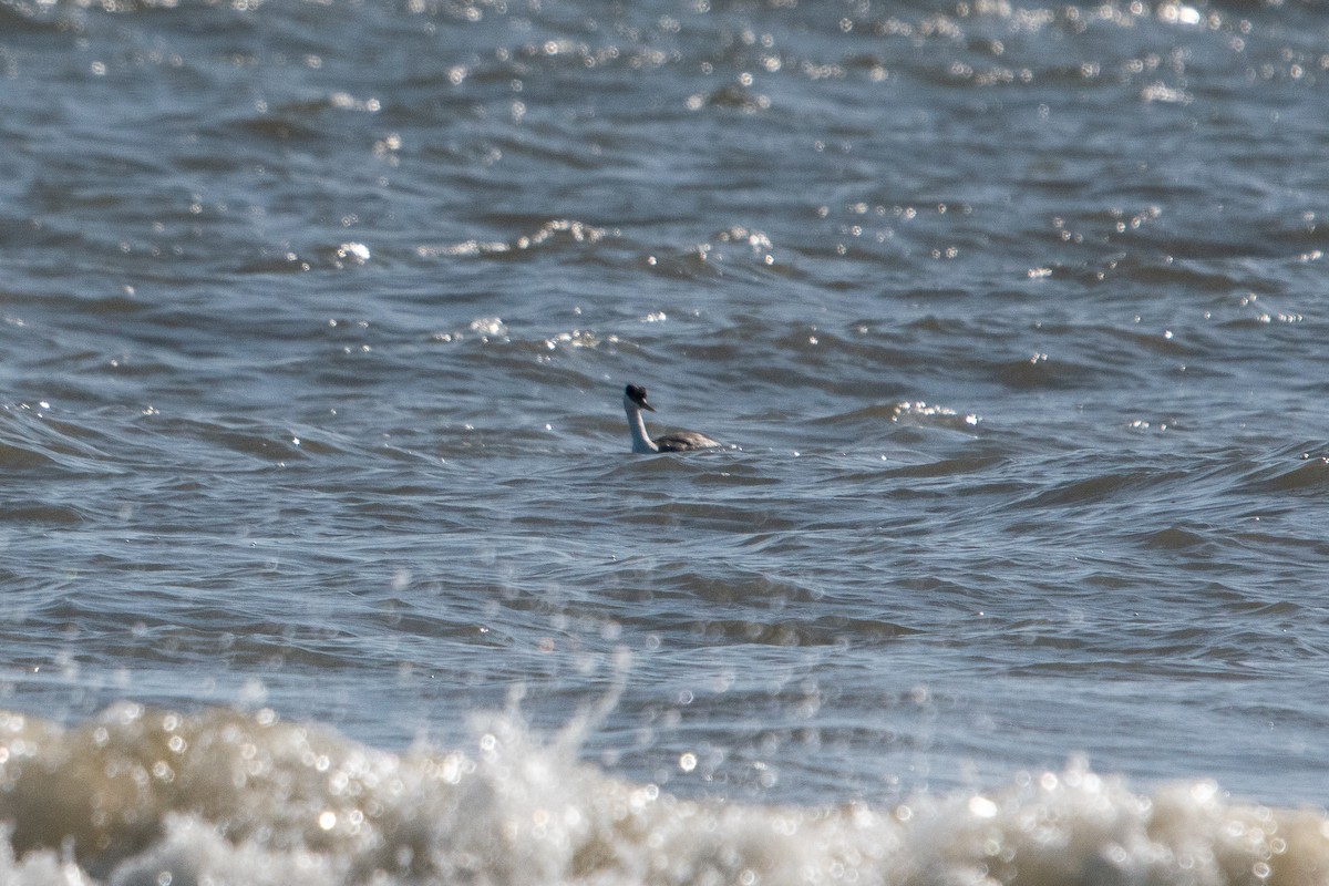 Western Grebe - ML508133701