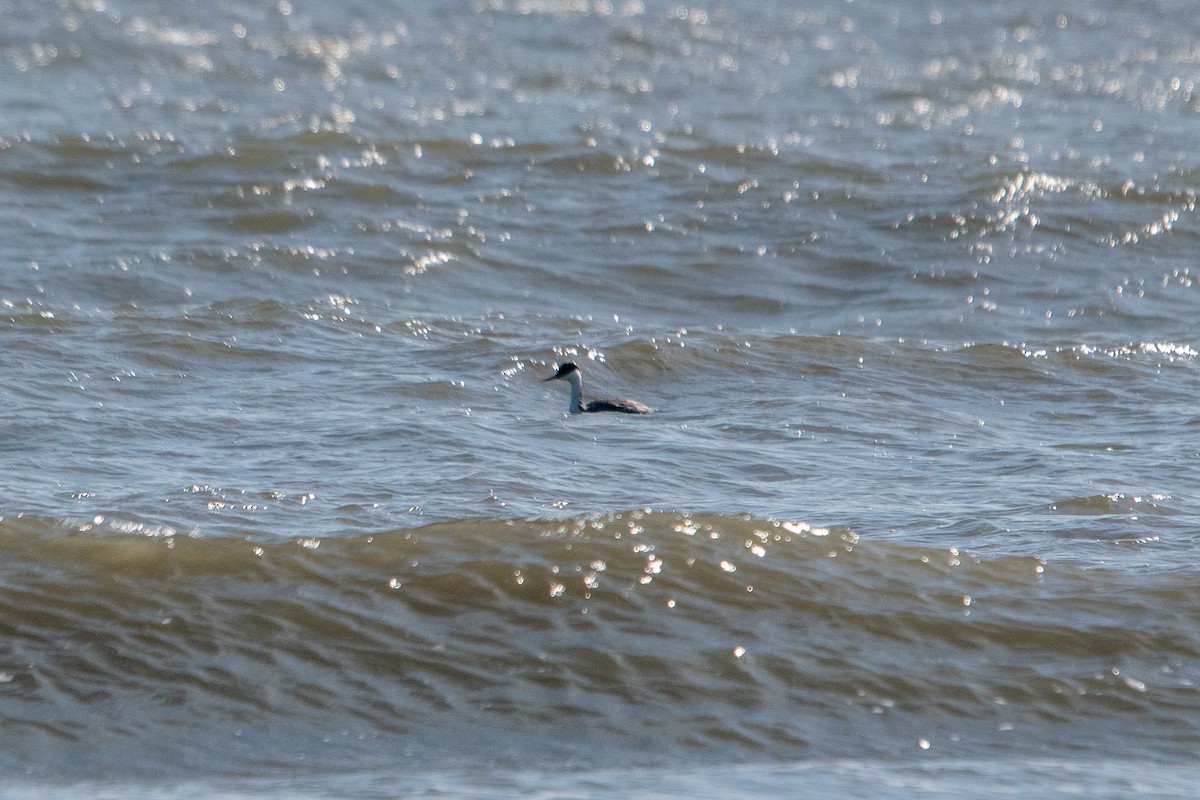 Western Grebe - ML508133711