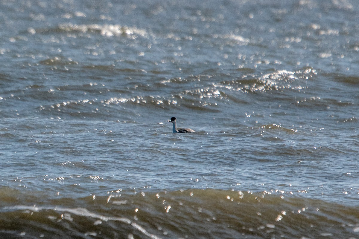 Western Grebe - ML508133721