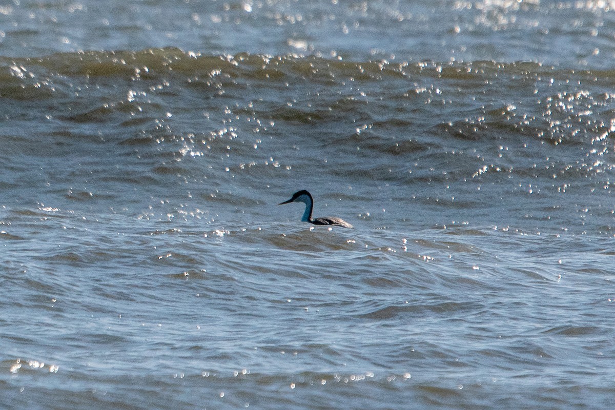 Western Grebe - ML508133731