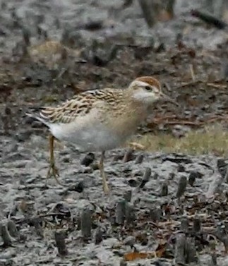 Sharp-tailed Sandpiper - ML508133861