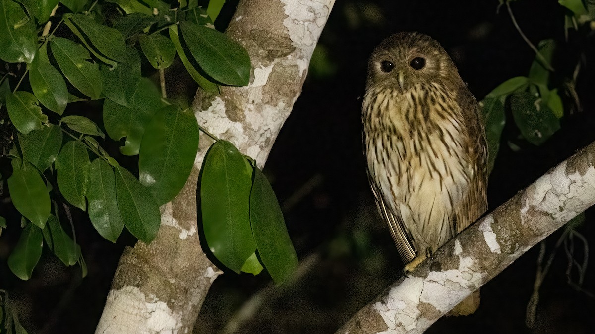 Vermiculated Fishing-Owl - ML508133981