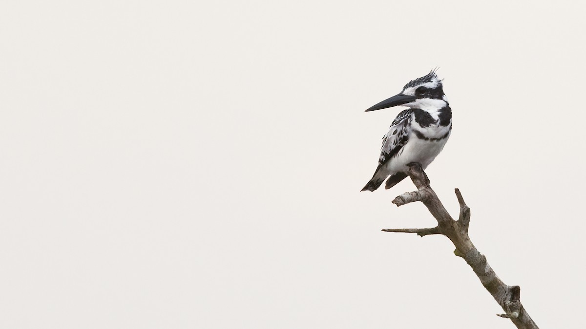 Pied Kingfisher - Robert Tizard