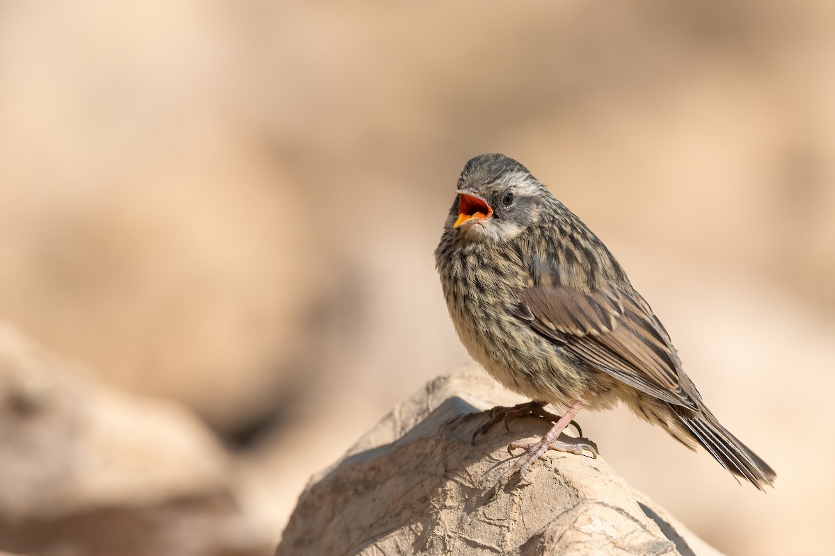 Radde's Accentor - ML508134921