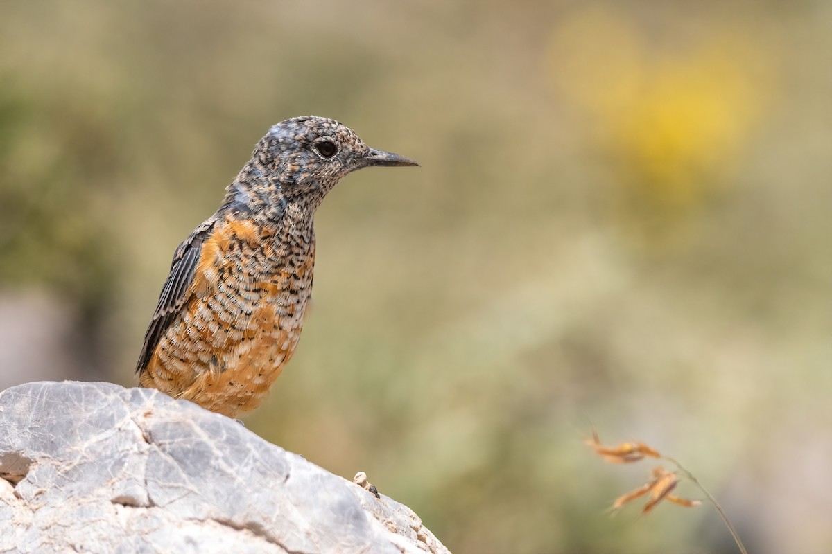 Rufous-tailed Rock-Thrush - ML508135011