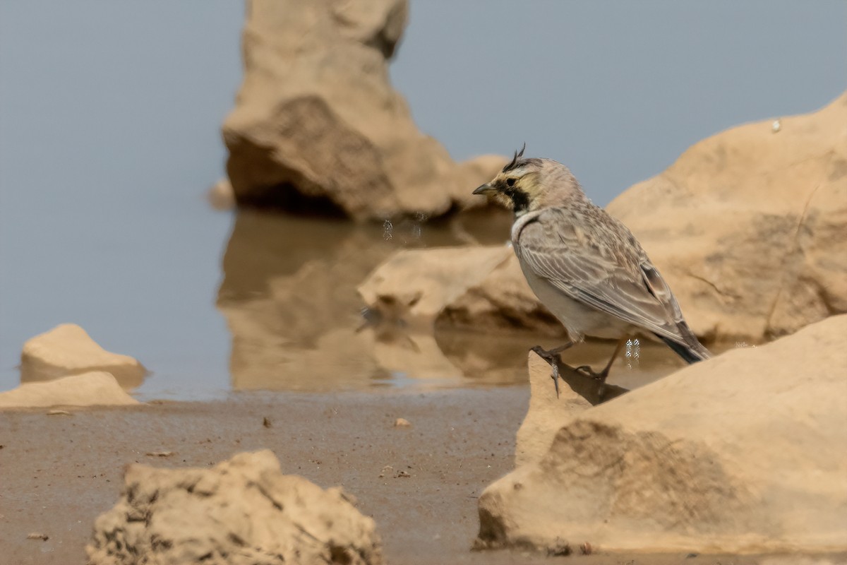 Horned Lark - ML508135081