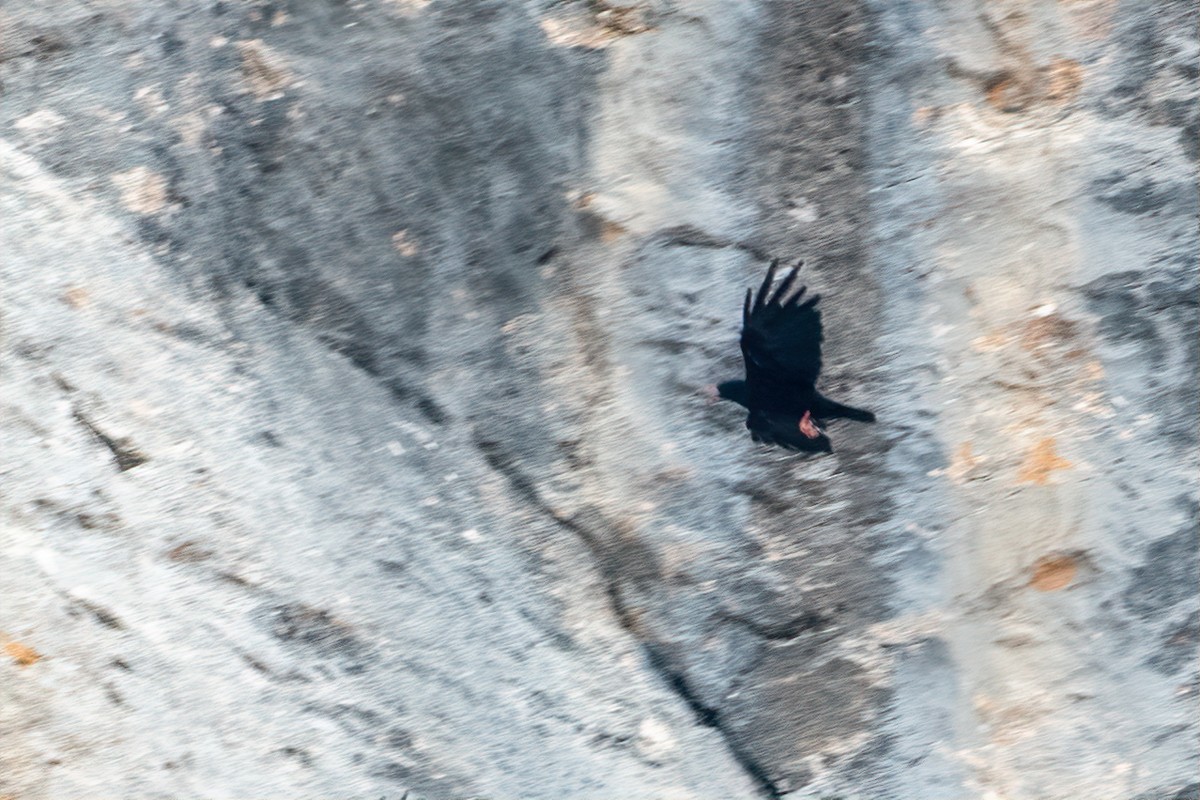 Red-billed Chough - ML508135161