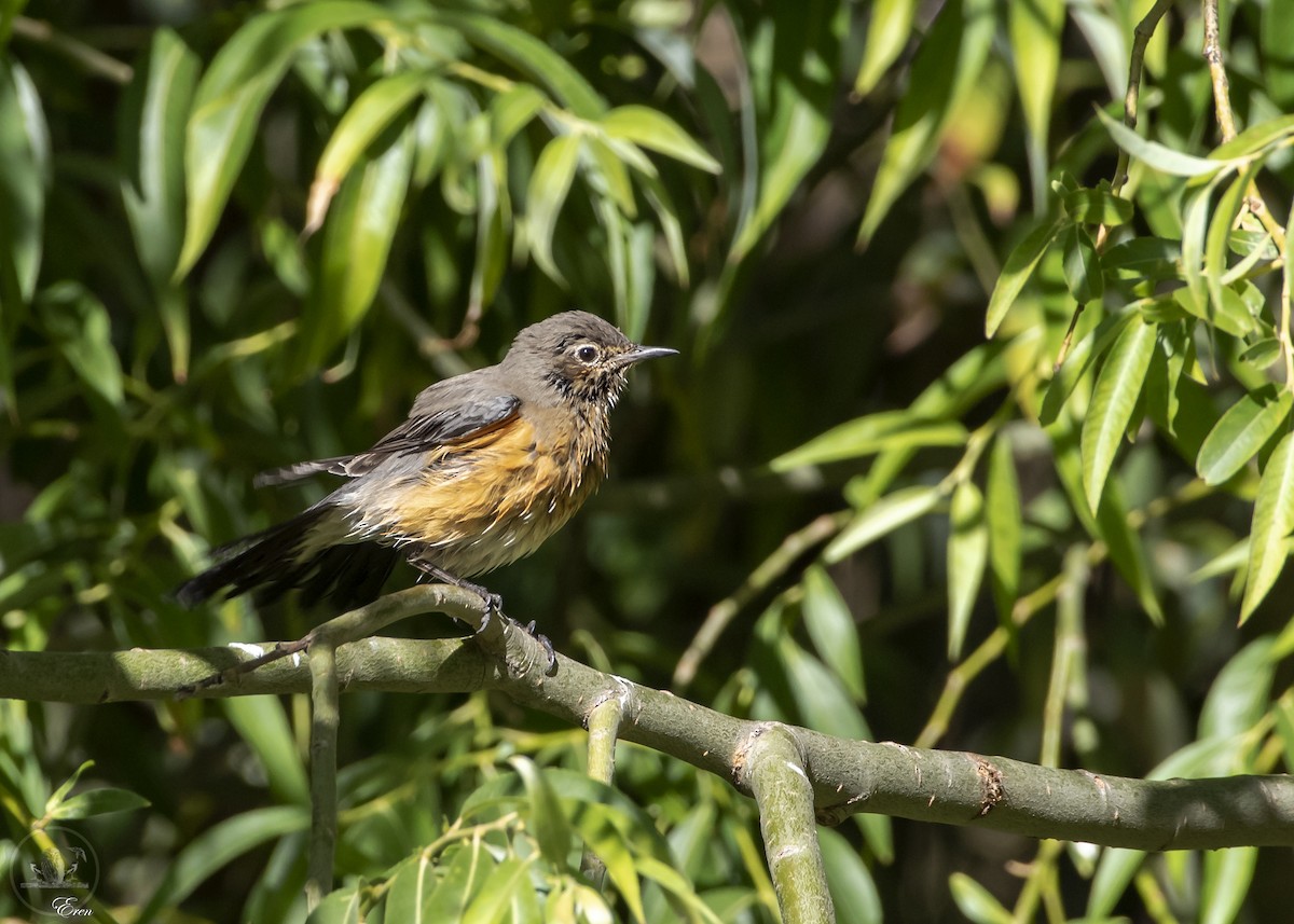 White-throated Robin - ML508135551