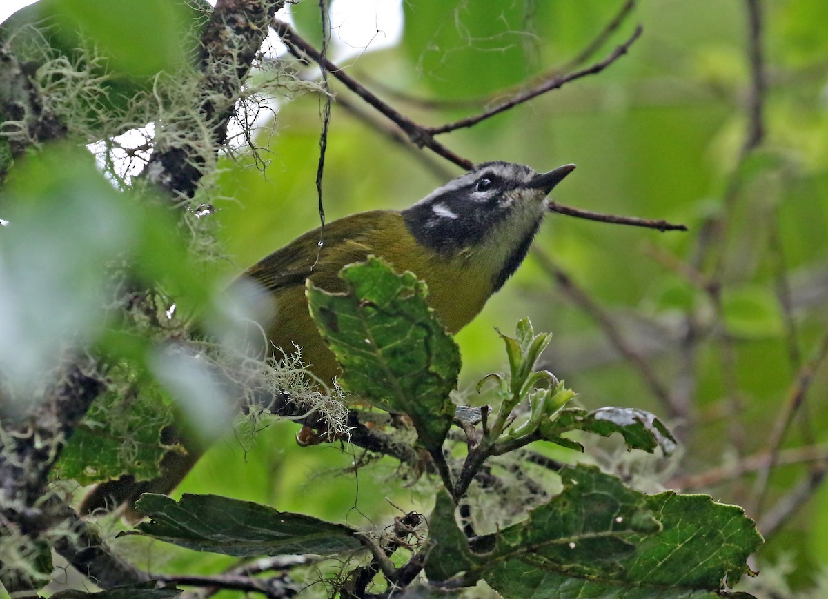 Santa Marta Warbler - ML508135601