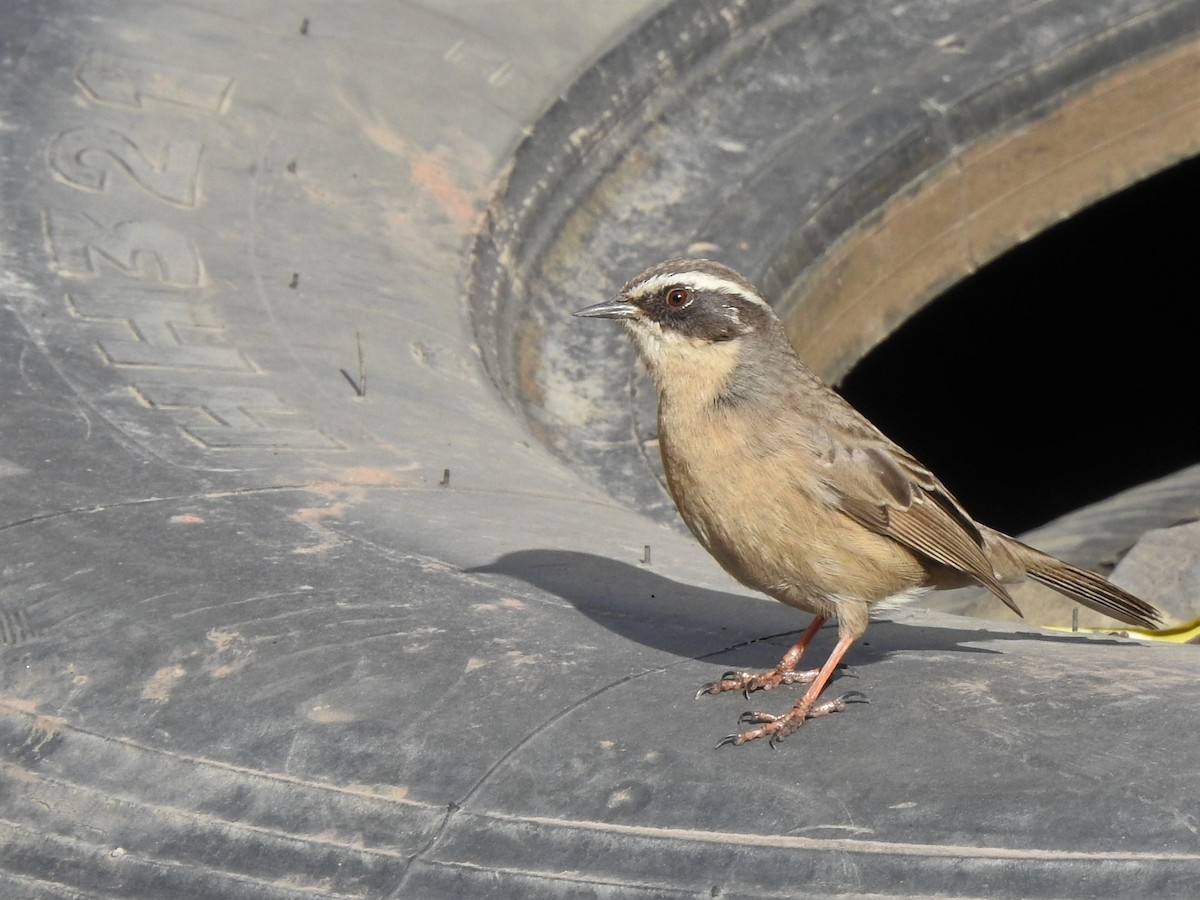 Brown Accentor - ML508137931