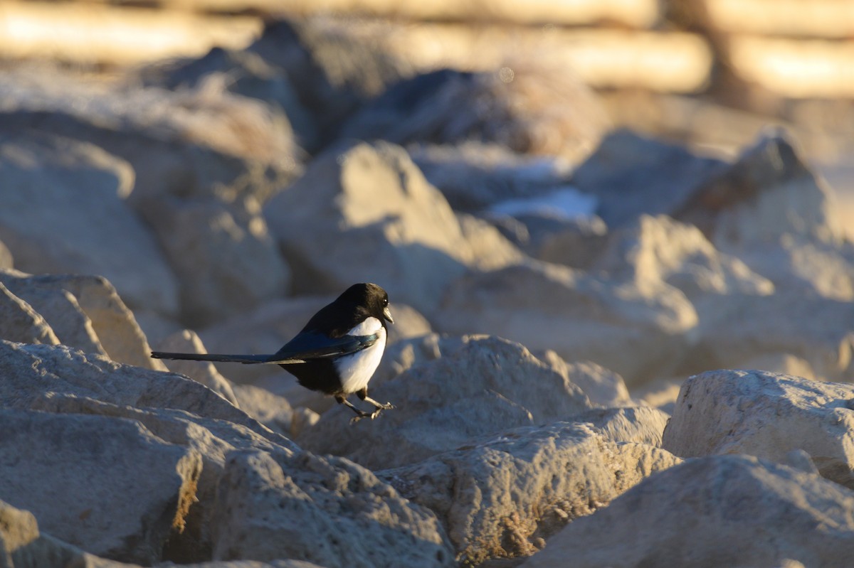 Black-billed Magpie - ML508138841