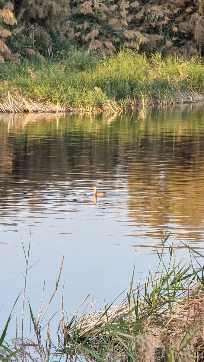 Little Grebe - ML508138991