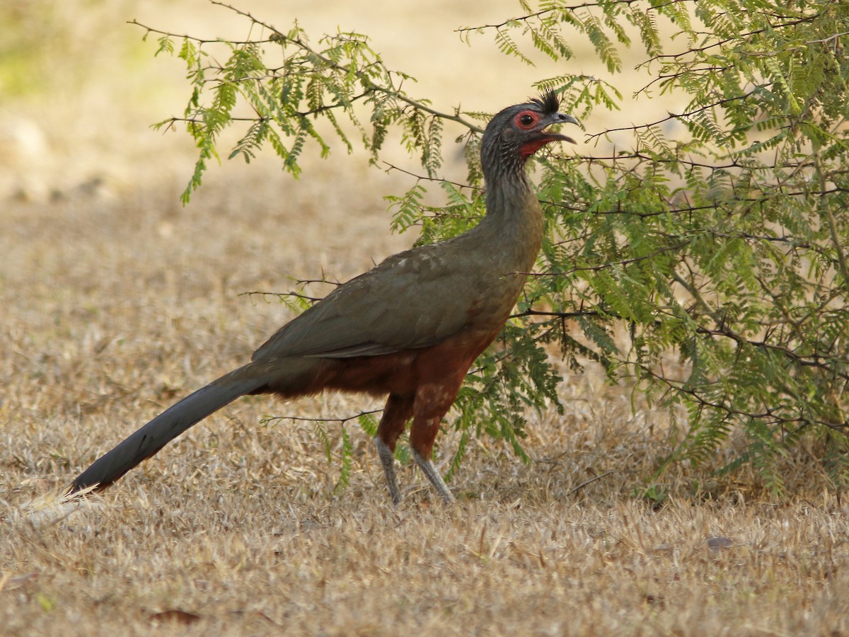 Rufous-bellied Chachalaca - ML508139011