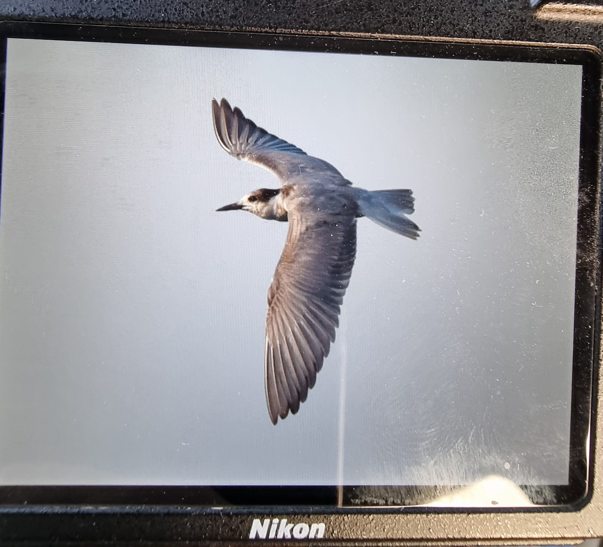 tern sp. - ML508139061