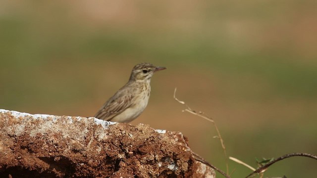 Pipit rousseline - ML508139231