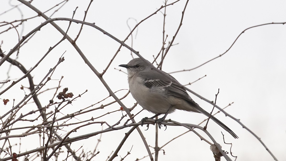 Northern Mockingbird - ML508140631