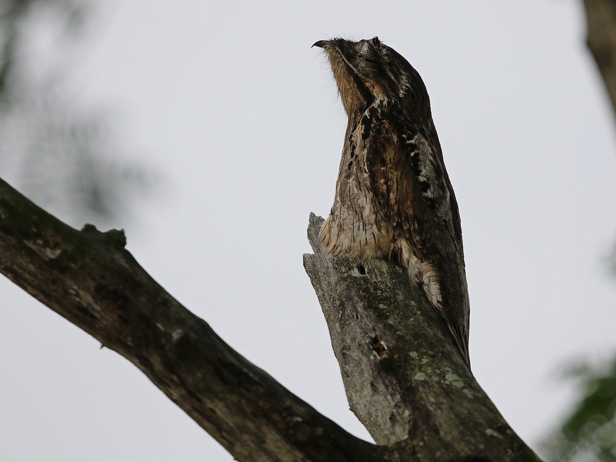 Common Potoo - ML508141241