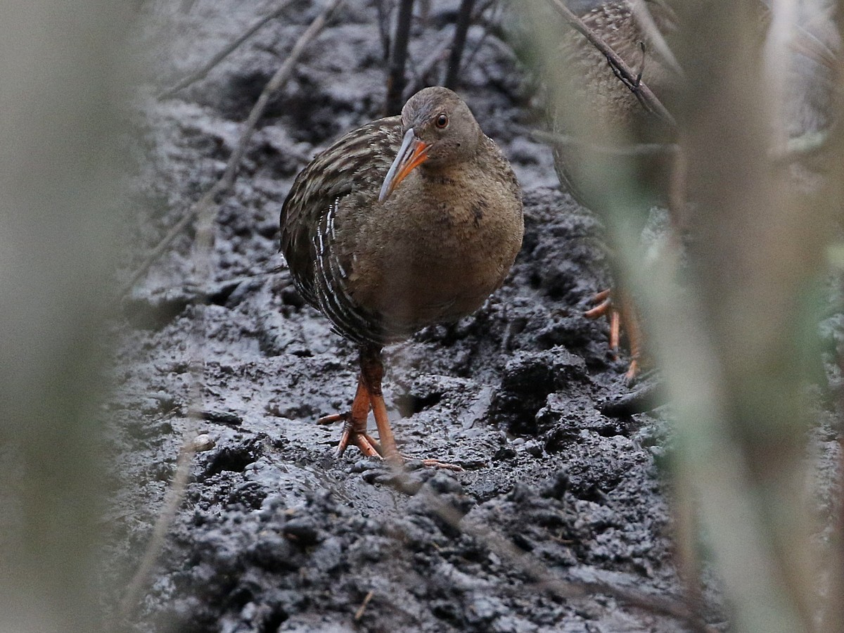 Mangrove Rail (Atlantic) - Attila Steiner