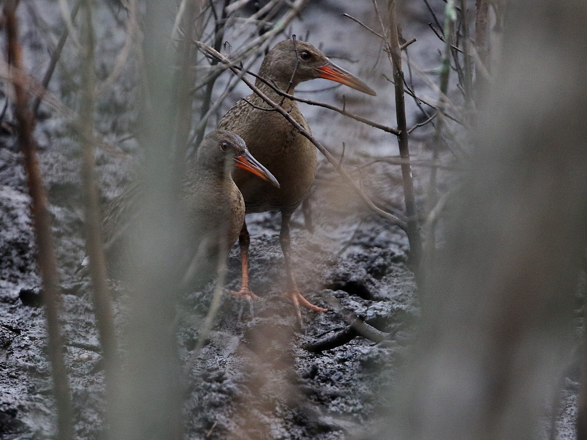 Râle gris (groupe longirostris) - ML508141291