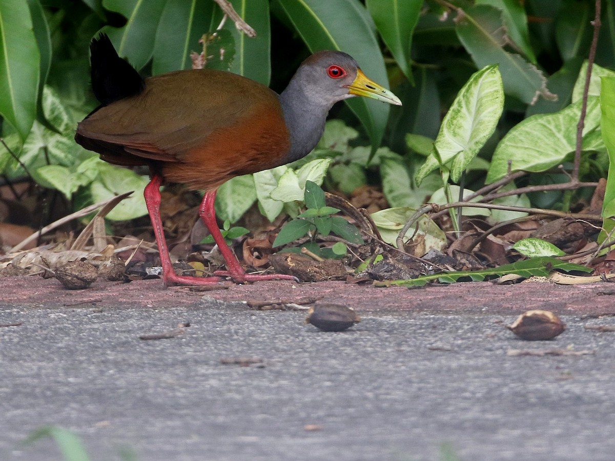 Gray-cowled Wood-Rail (Gray-cowled) - ML508141341