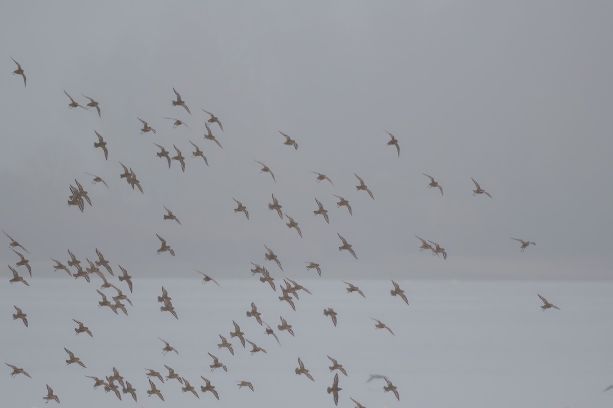 European Golden-Plover - ML508142811