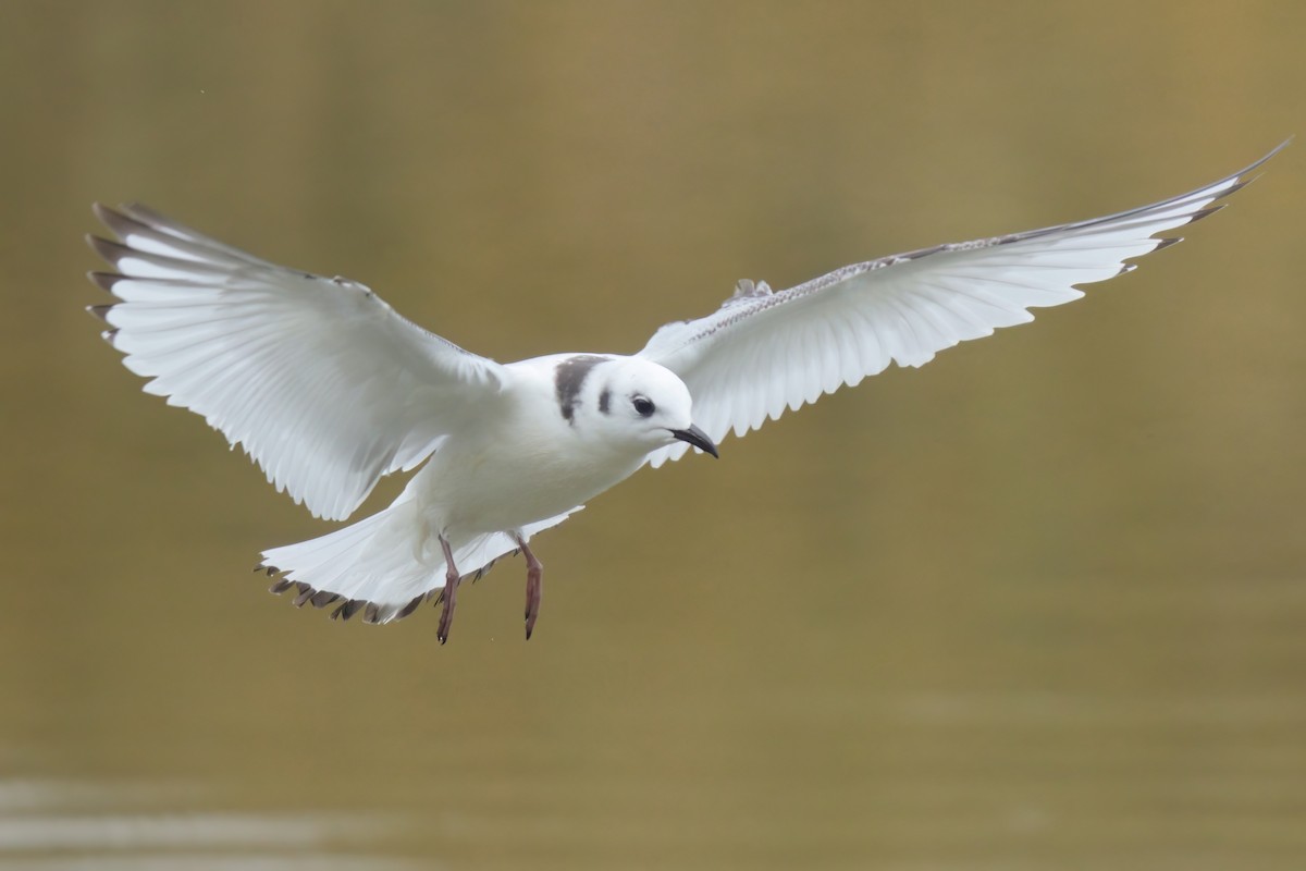 Black-legged Kittiwake (tridactyla) - ML508142951