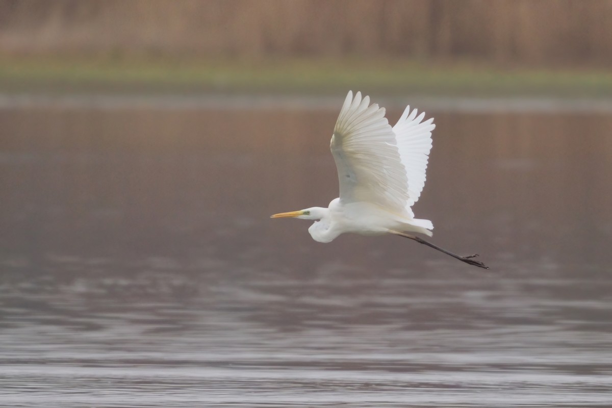 Great Egret - ML508143031