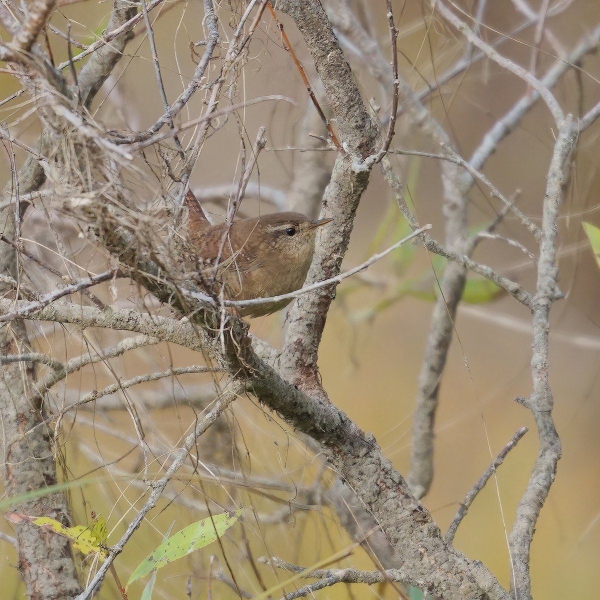 Eurasian Wren - ML508143121