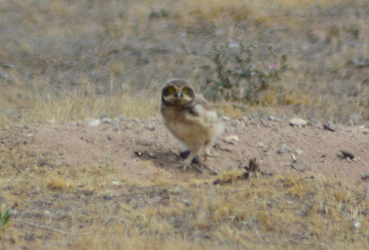 Burrowing Owl - ML508144401