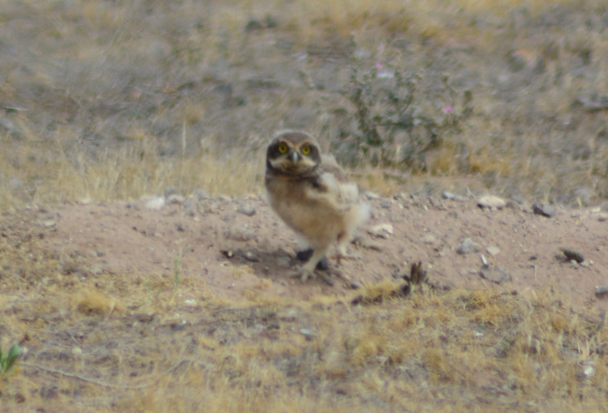 Mochuelo de Madriguera - ML508144401