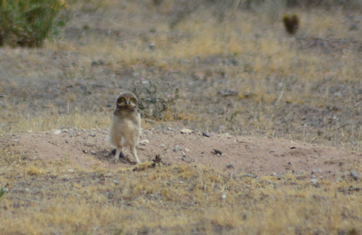 Burrowing Owl - ML508144481