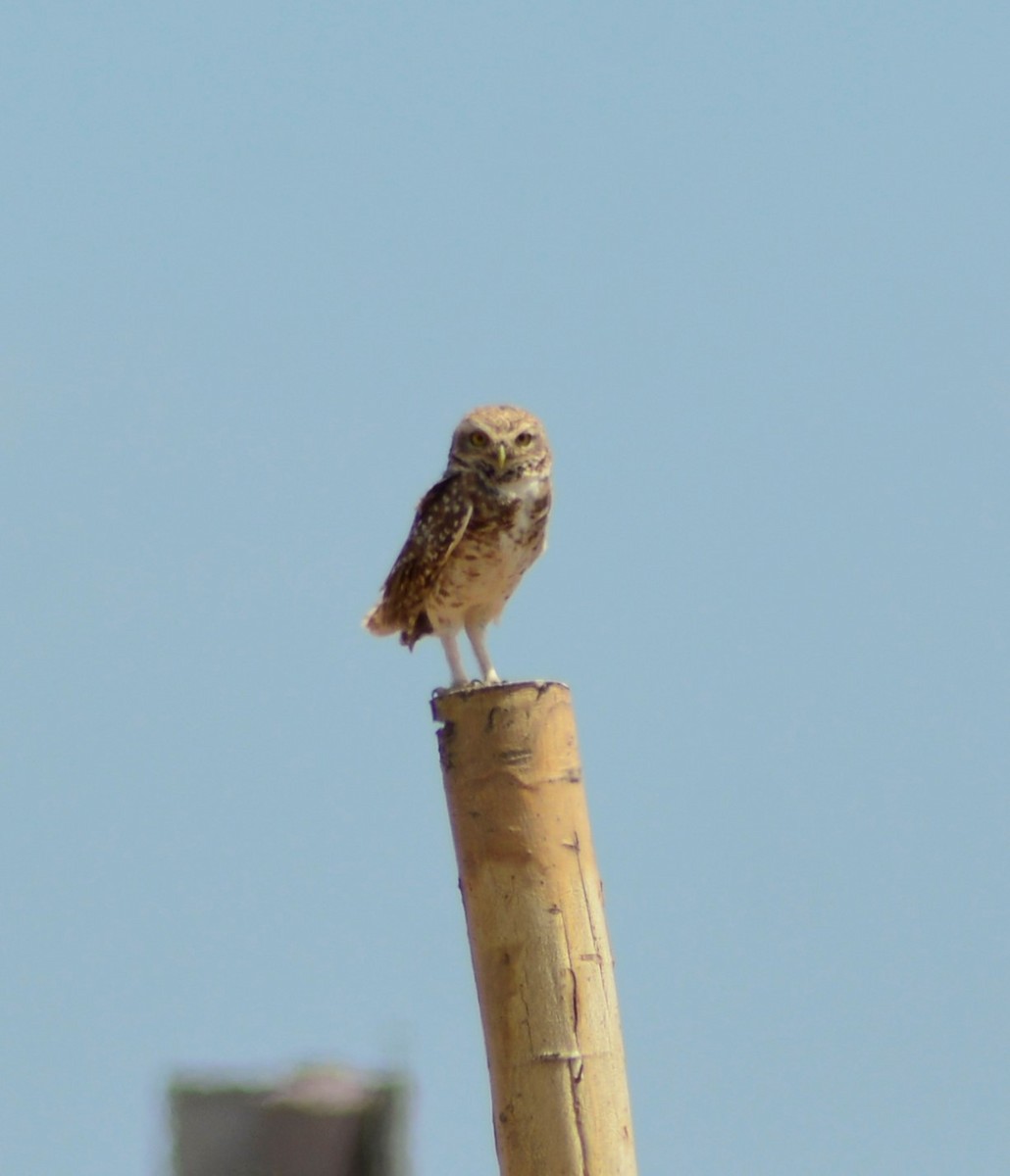 Burrowing Owl - Sandra Beatriz  contreras