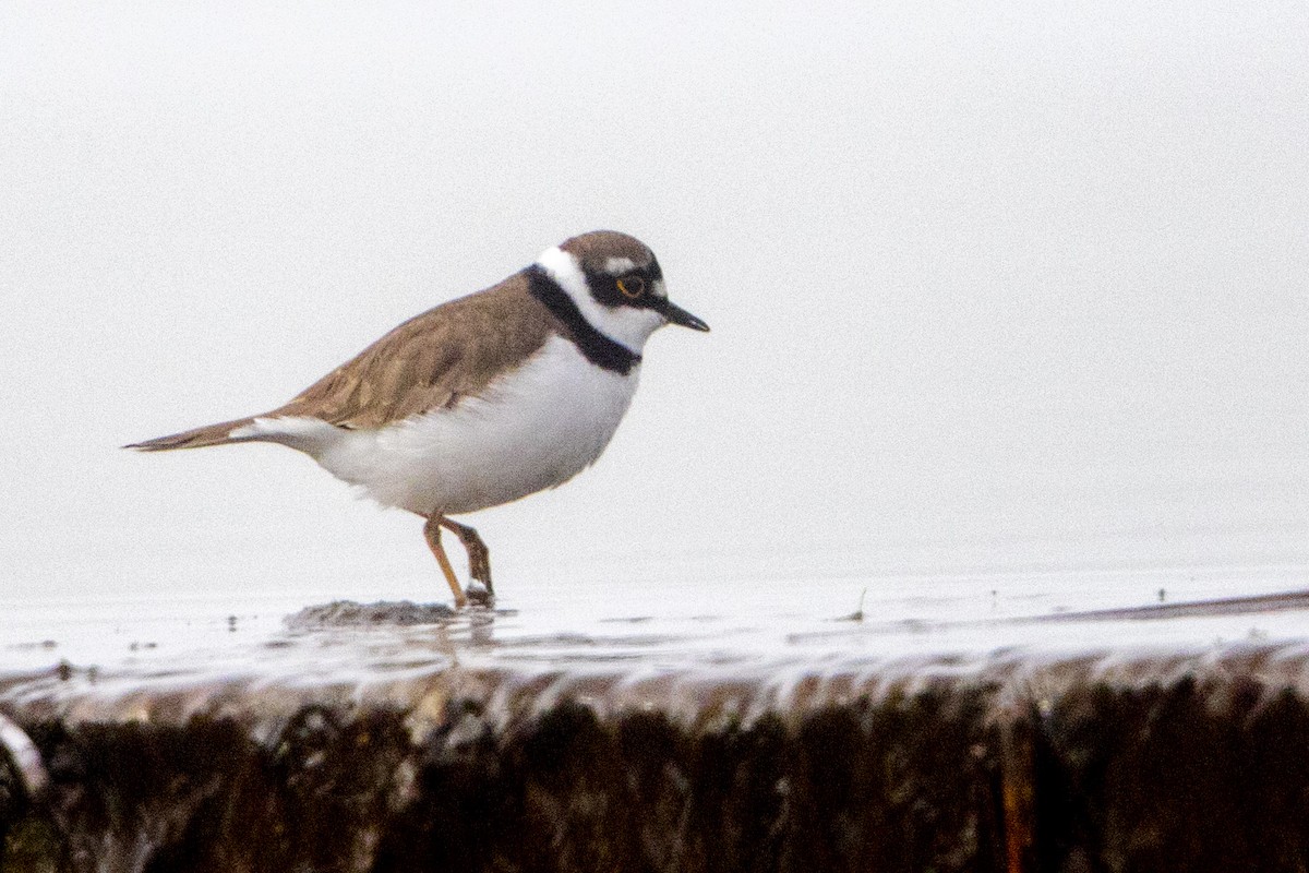 Little Ringed Plover - ML50814481