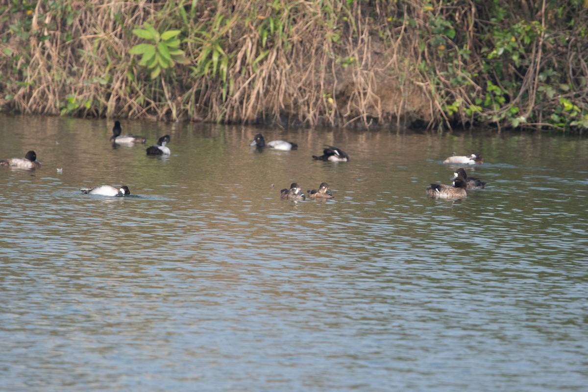 Ring-necked Duck - ML508146091