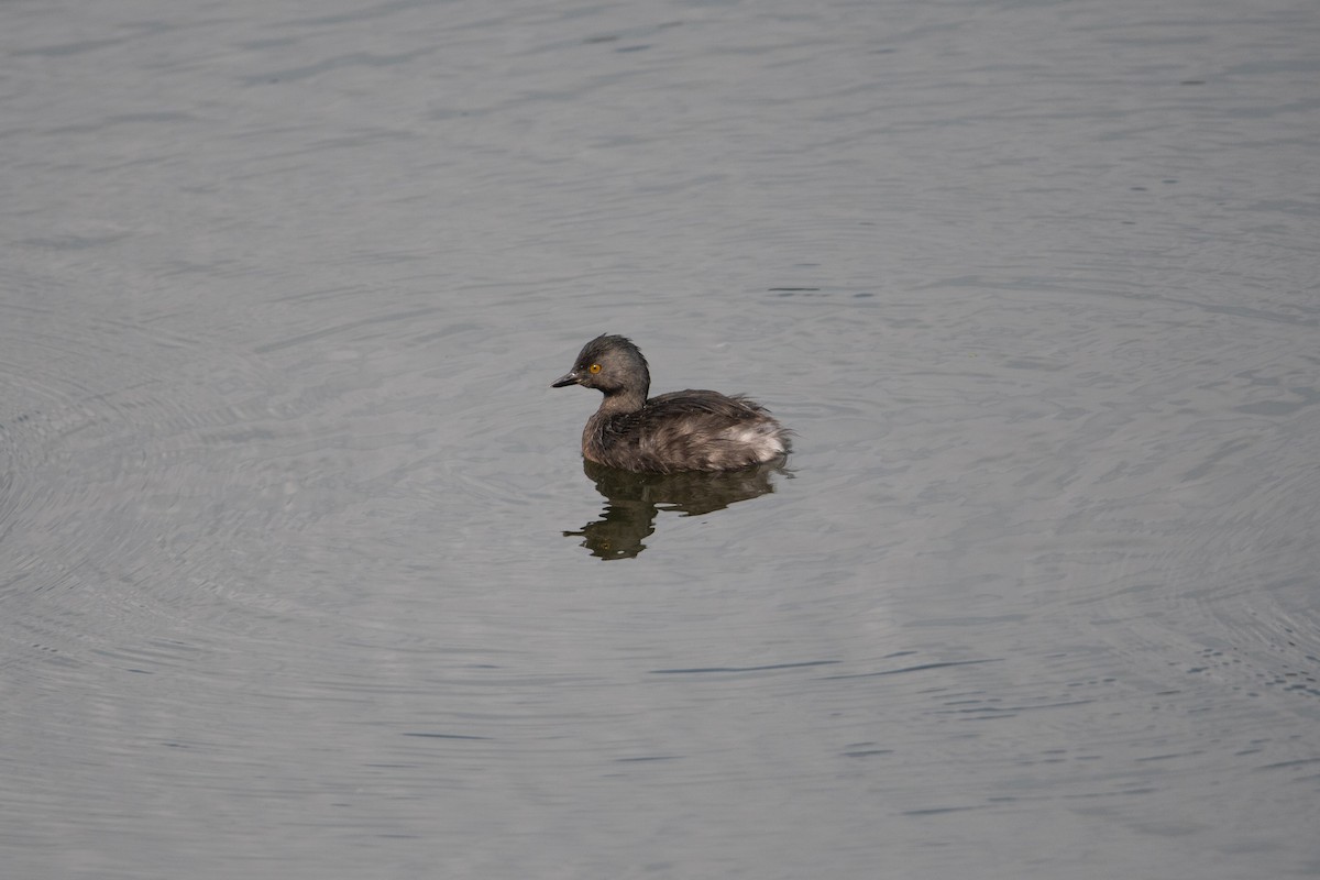 Least Grebe - ML508146151