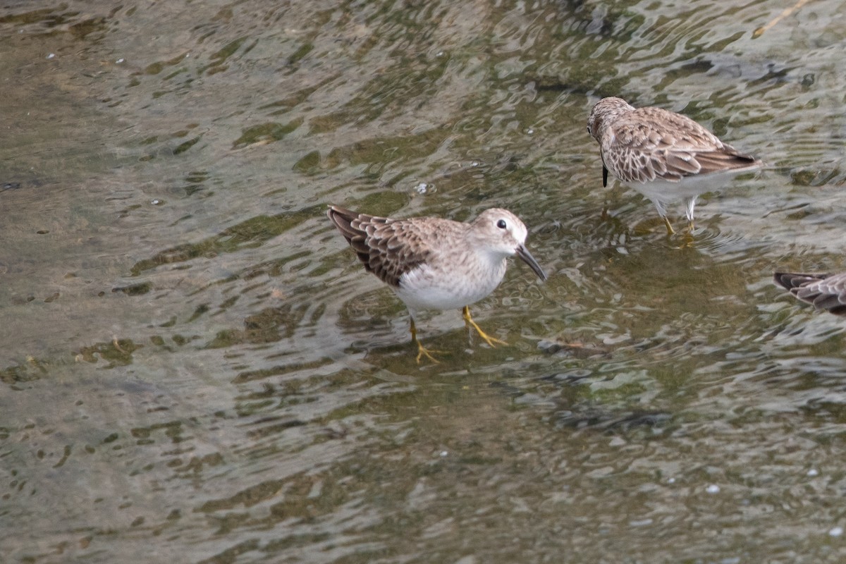 Least Sandpiper - ML508146281