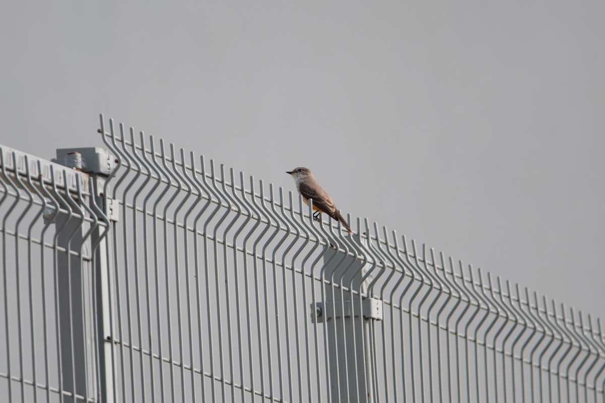 Vermilion Flycatcher - ML508146751