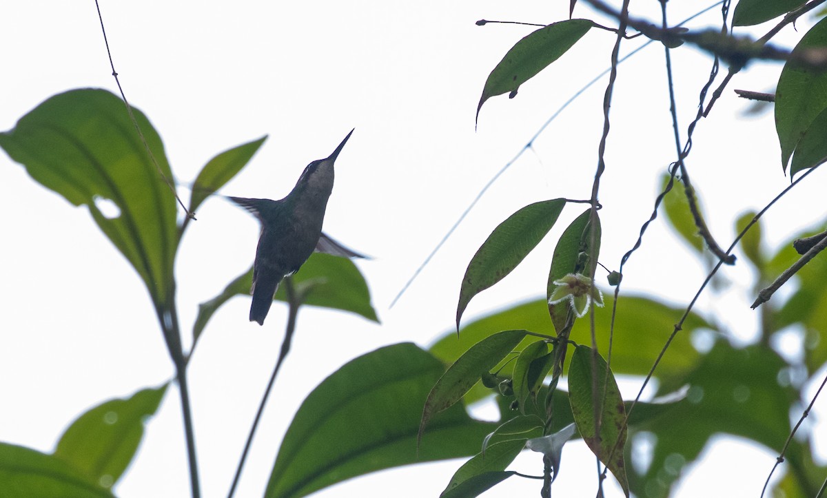 kolibřík blýskavý - ML508146981