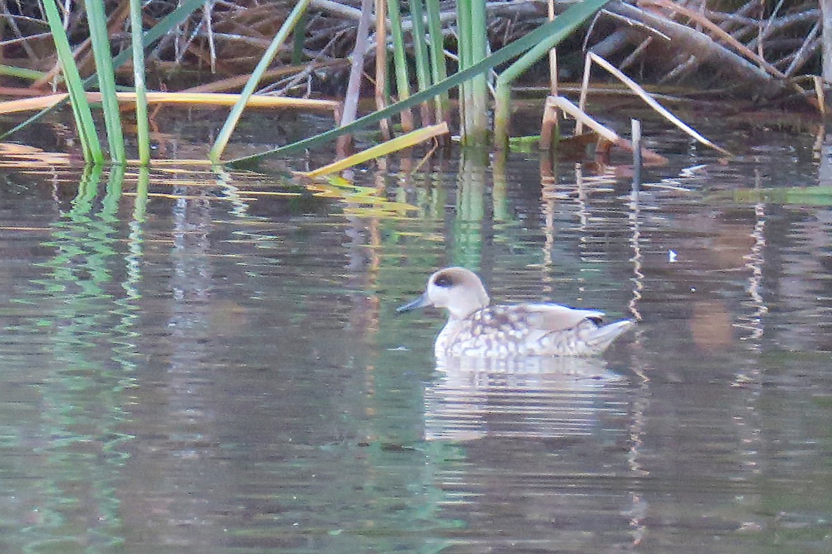 Marbled Duck - Juan Pérez