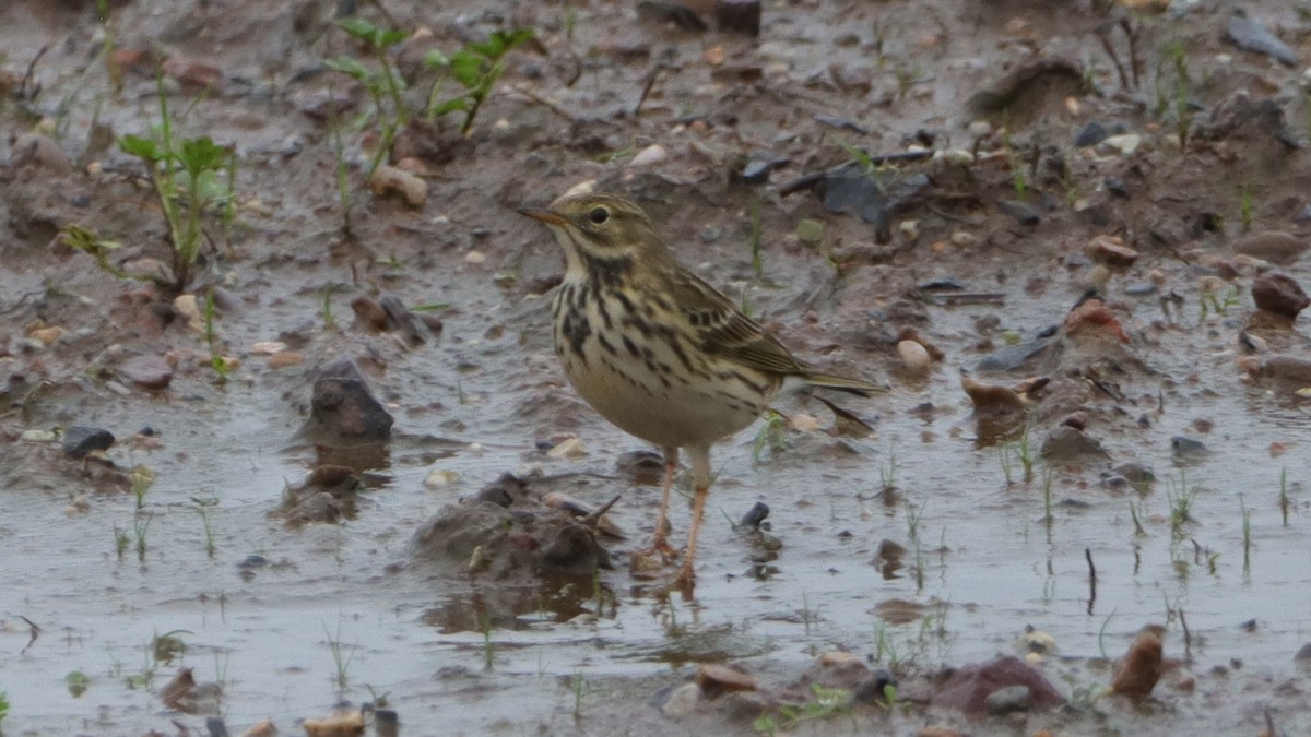 Meadow Pipit - ML508147701