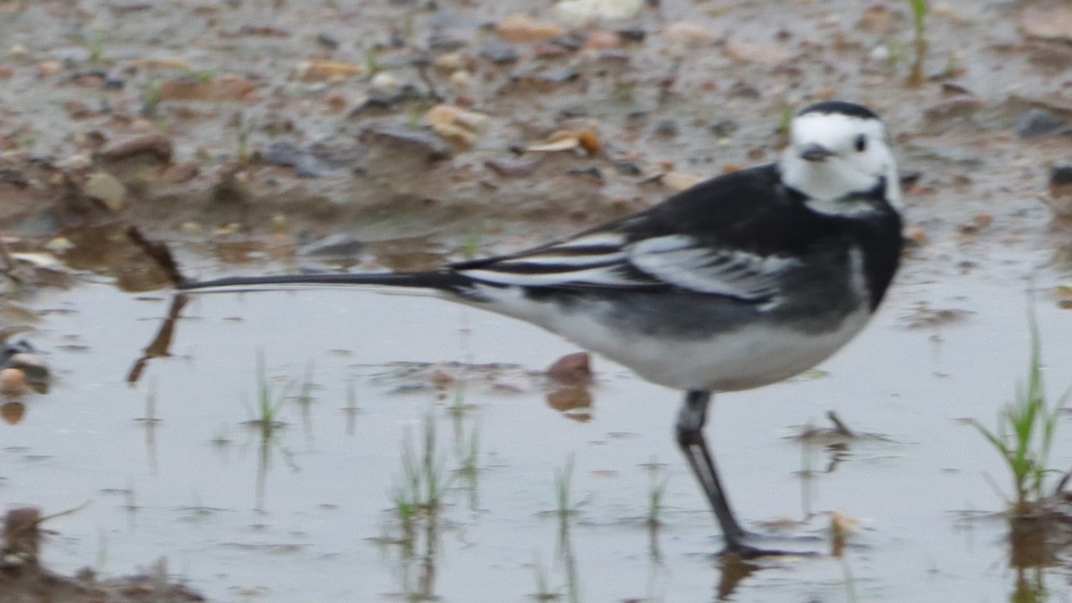 White Wagtail - ML508147731