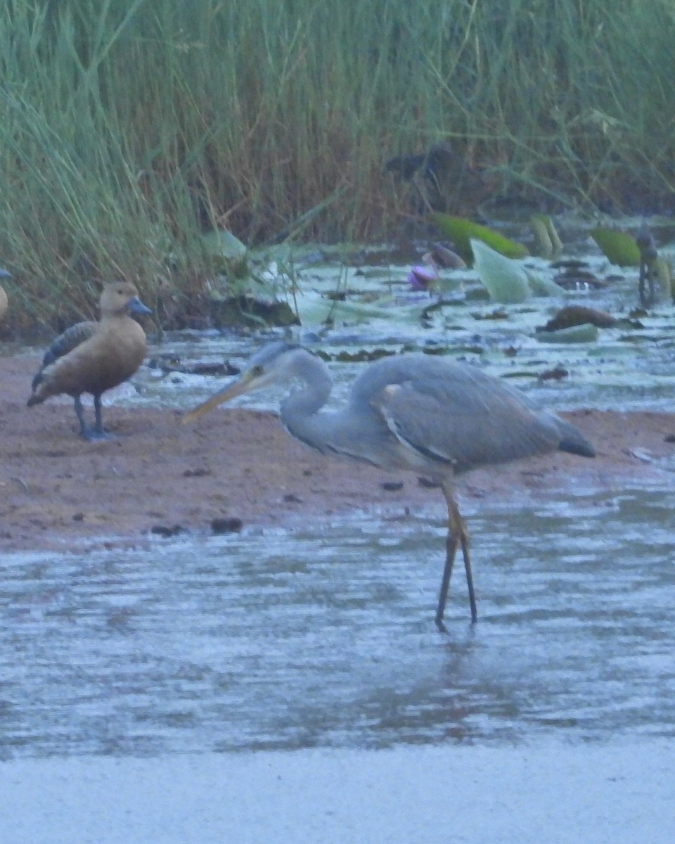 Gray Heron - Ambady Sasi